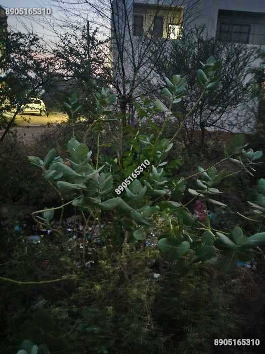 245 gaj plot,peepli Nagar.