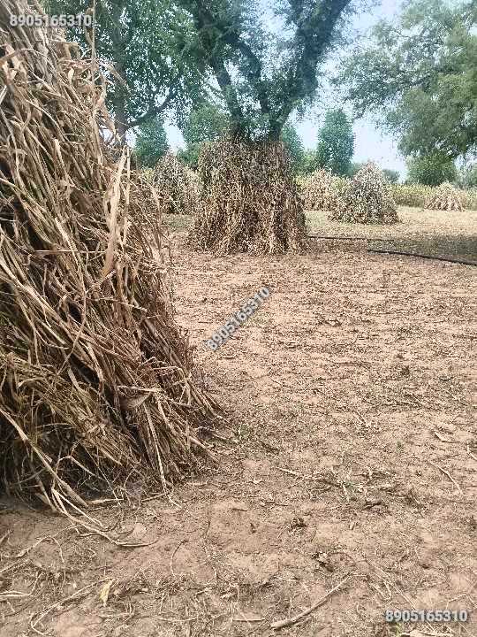 7 bigha zameen