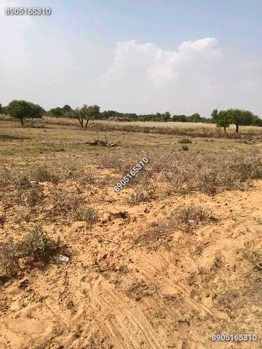 12 bigha zameen.